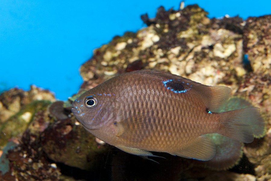Brown Tropical fish in saltwater Aquarium